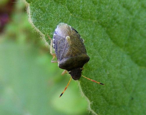 Peribalus strictus